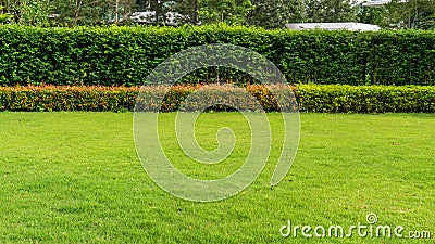 Fresh green burmuda grass smooth lawn as a carpet with curve form of bush, trees on the background, good maintenance landscapes Stock Photo