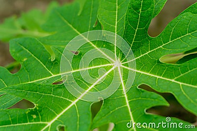 fresh green cassava leaves in the garden Stock Photo