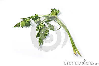 Fresh green celery parsley isolated on white background. Green parsley bunch on clean white background without root Stock Photo