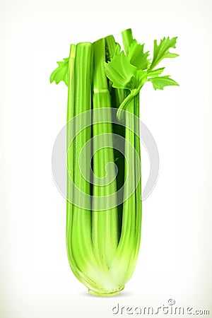 Fresh green celery Vector Illustration