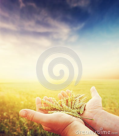 Fresh green cereal, grain in farmer's hands. Agriculture, harvest Stock Photo
