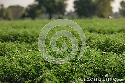 Fresh Green Chickpeas field , Chick peas also known as harbara or harbhara in hindi and Cicer is scientific name, Stock Photo