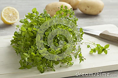 Fresh green chickweed Stock Photo