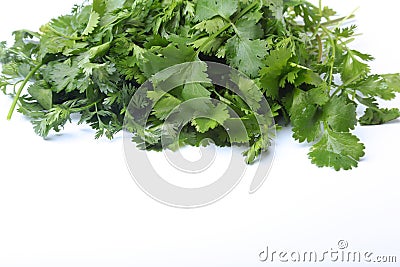 Fresh green cilantro, coriander leaves on white background. Stock Photo