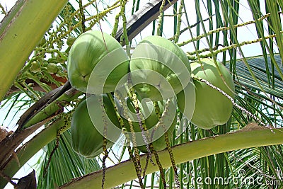 Fresh green coconuts on a palm tree branch Stock Photo