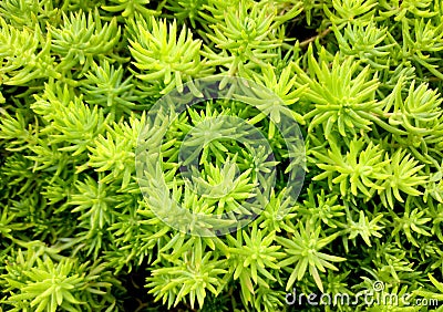 Fresh green color botany plant succulent background. Stock Photo