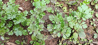 Fresh green coriander group indian farm Stock Photo