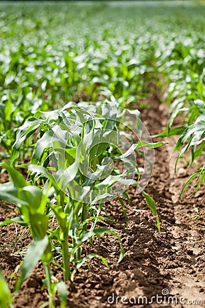 Fresh green corn in summer on field agriculture vegetable Stock Photo