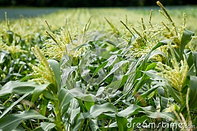 Fresh green corn in summer on field agriculture vegetable Stock Photo