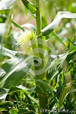 Fresh green corn in summer on field agriculture vegetable Stock Photo