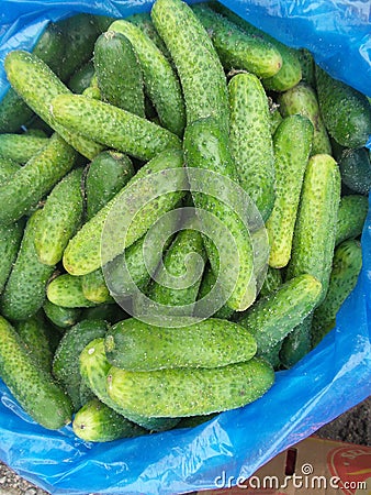 Fresh green cucumber collection outdoor on marke Stock Photo