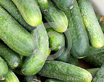 Fresh green cucumber collection Stock Photo