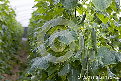 Fresh Green Cucumber Crop Line Stock Photo