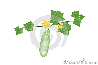 Fresh Green Cucumber Plant on White Background Vector Illustration