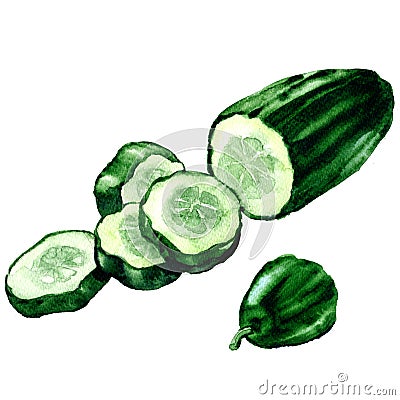 Fresh green cucumber sliced, chopped cucumber, isolated, watercolor illustration on white Cartoon Illustration