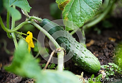 fresh green cucumbers grow in a greenhouse Stock Photo