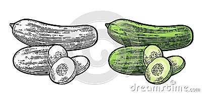 Fresh green cucumbers - whole, half, slices Vector Illustration