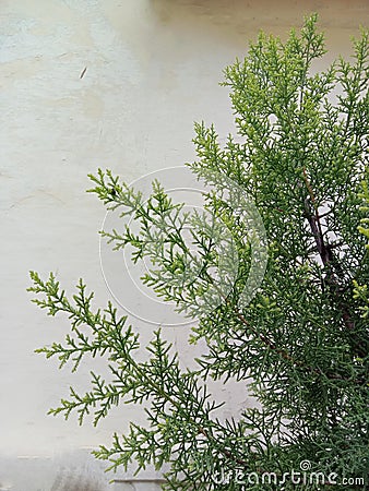 Fresh green cupressaceae leaves and rough background Stock Photo