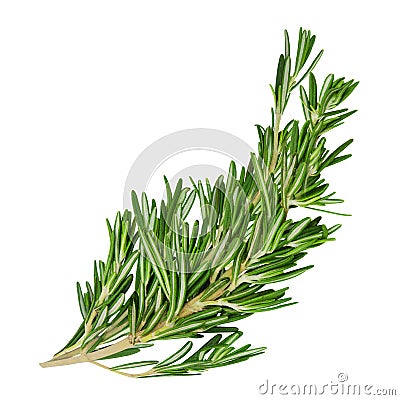 Fresh green curved rosemary sprigs. Stock Photo