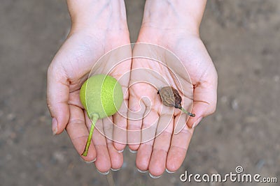 Fresh green and dried pears lie on woman palms. Clearly illustrated philosophy of life and death. Stock Photo