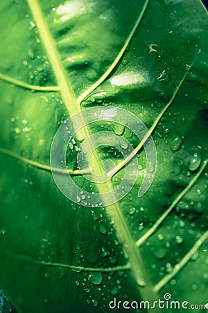 Fresh green elephant ear plant with water drop Stock Photo