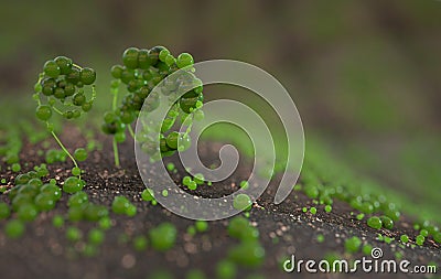 Fresh green fantastic wild plant on a medow close-up macro with bokeh 3d render. Stock Photo