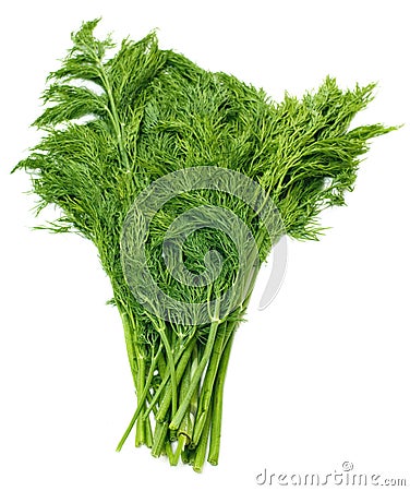 Fresh green fennel Stock Photo