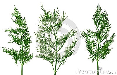 Fresh green fennel twigs, isolated Stock Photo