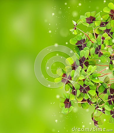 Fresh green four leaved clover blurred background Stock Photo