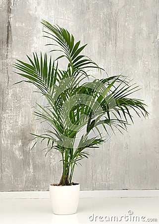 Fresh green fronds of a potted Kentia palm plant Stock Photo