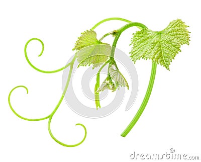 Fresh Green Grape Leaf Stock Photo