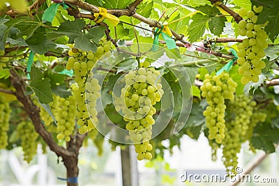 Fresh green grapes on vineyards Tak ,Thailand. Stock Photo