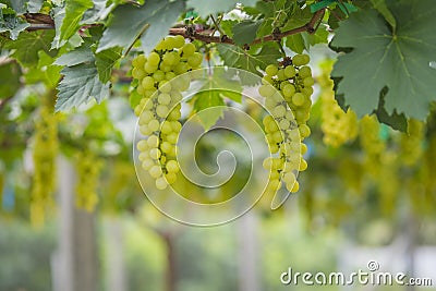 Fresh green grapes on vineyards Tak ,Thailand. Stock Photo