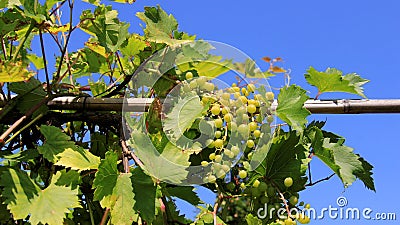 Fresh Green Grapevine With Bamboo Railing Stock Photo