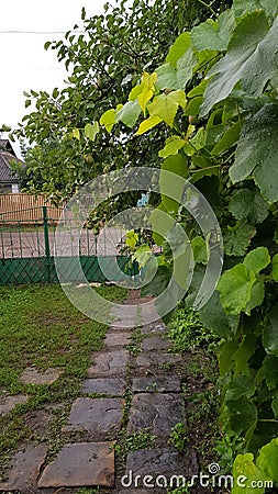 Fresh green grapevine hedge with wet grape leaves after rain. Stock Photo