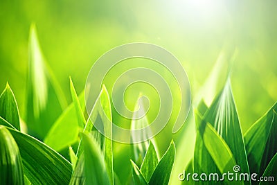 Fresh green grass as spring season background Stock Photo