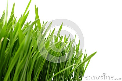 Fresh green grass close-up on white, preparation for a flyer or spring theme. Place for text, copy space Stock Photo
