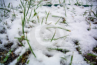 Fresh green grass covered in first snow Stock Photo