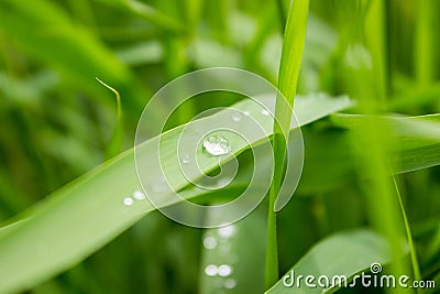Fresh green grass with dew drops closeup. Stock Photo