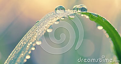 Fresh green grass with dew drops in the morning close up. Nature Background Stock Photo