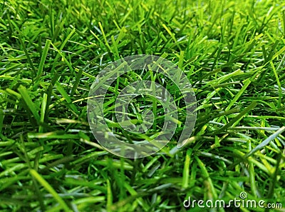 fresh green grass gives life Stock Photo