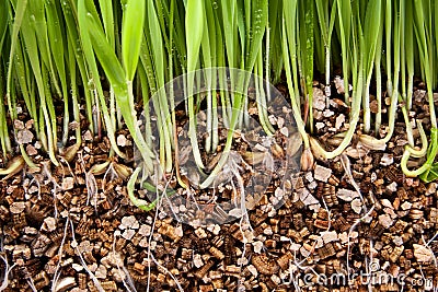 Fresh green grass growing vermiculite Stock Photo
