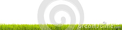 Green grass: fresh green grass large panorama banner as frame border in a seamless empty white background Stock Photo