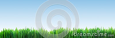 Fresh green grass panorama on clear blue sky background Stock Photo