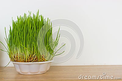 Fresh green grass Stock Photo