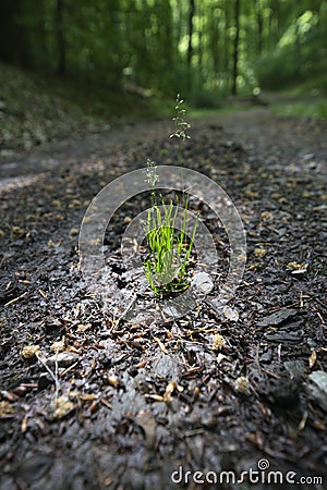 Fresh green grass in warm spotlight in a shaded forest clearing in Germany. Organic background with blades and haulms on a sunny Stock Photo