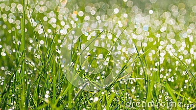 .Fresh green grass with water drops on background of sunlight. Soft focus. Long width banner Stock Photo