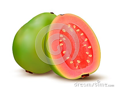 Fresh green Guava fruit. Vector Illustration