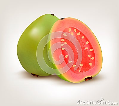 Fresh green Guava fruit. Vector Illustration