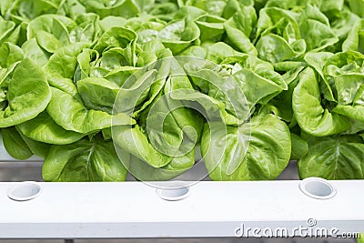 Fresh green healthy lettuce in hydroponic garden, new agriculture technology Stock Photo